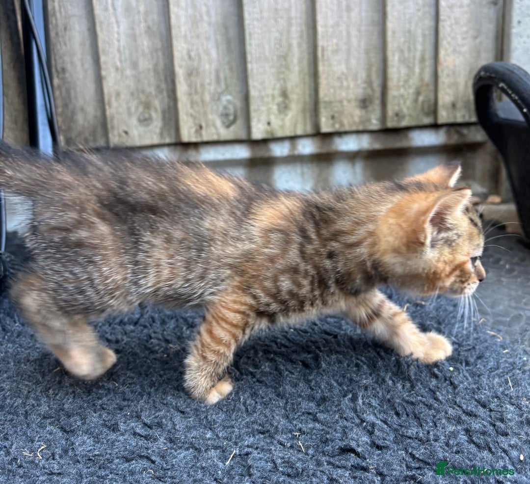 Mixed Breed cats for sale: Kittens ready this week. - Image 10