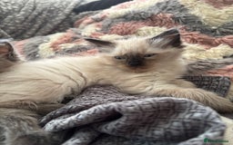 Ragdoll cats for sale: Mink Ragdoll kittens  - Image 4