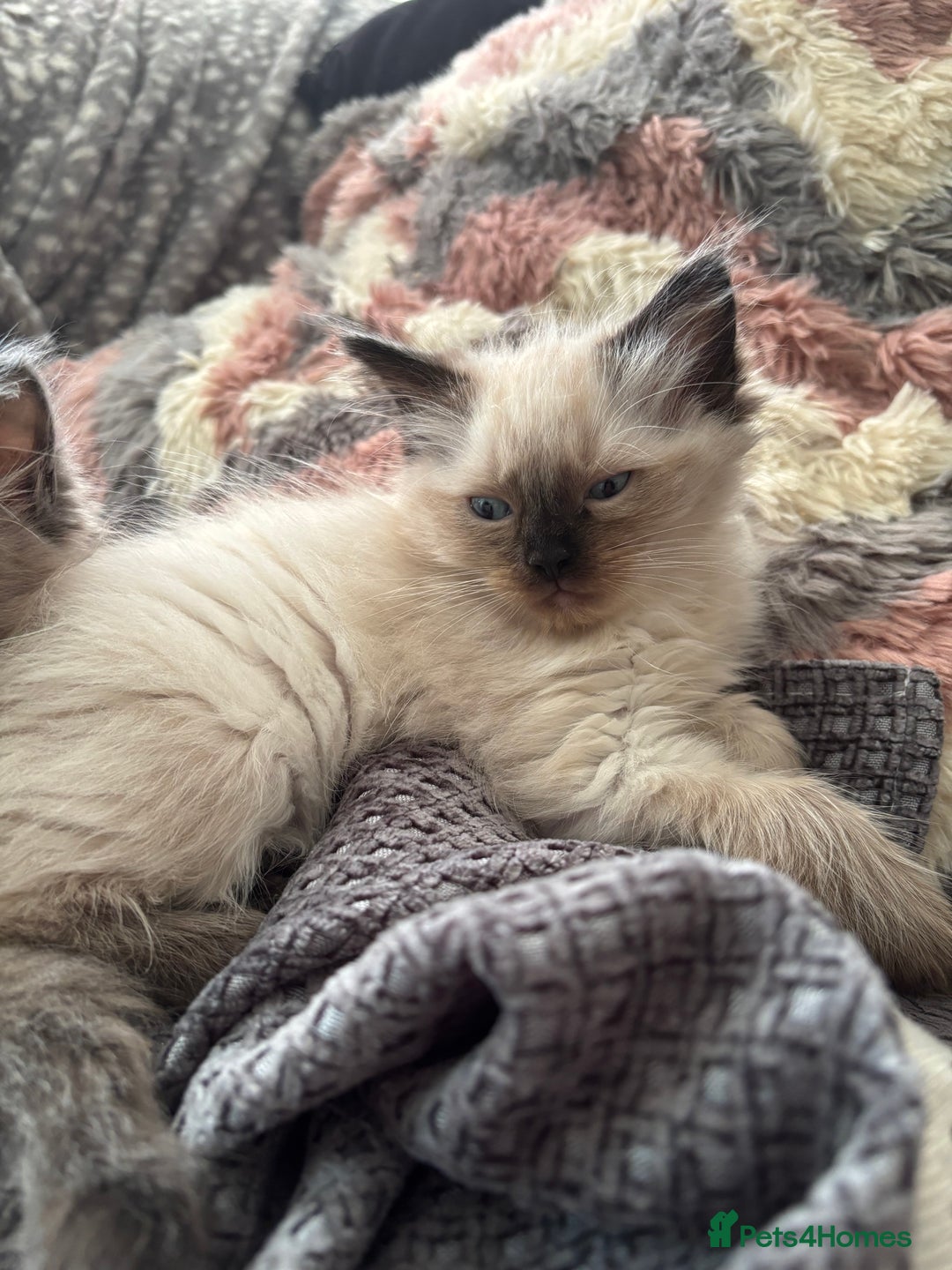 Ragdoll cats for sale: Mink Ragdoll kittens  - Image 4