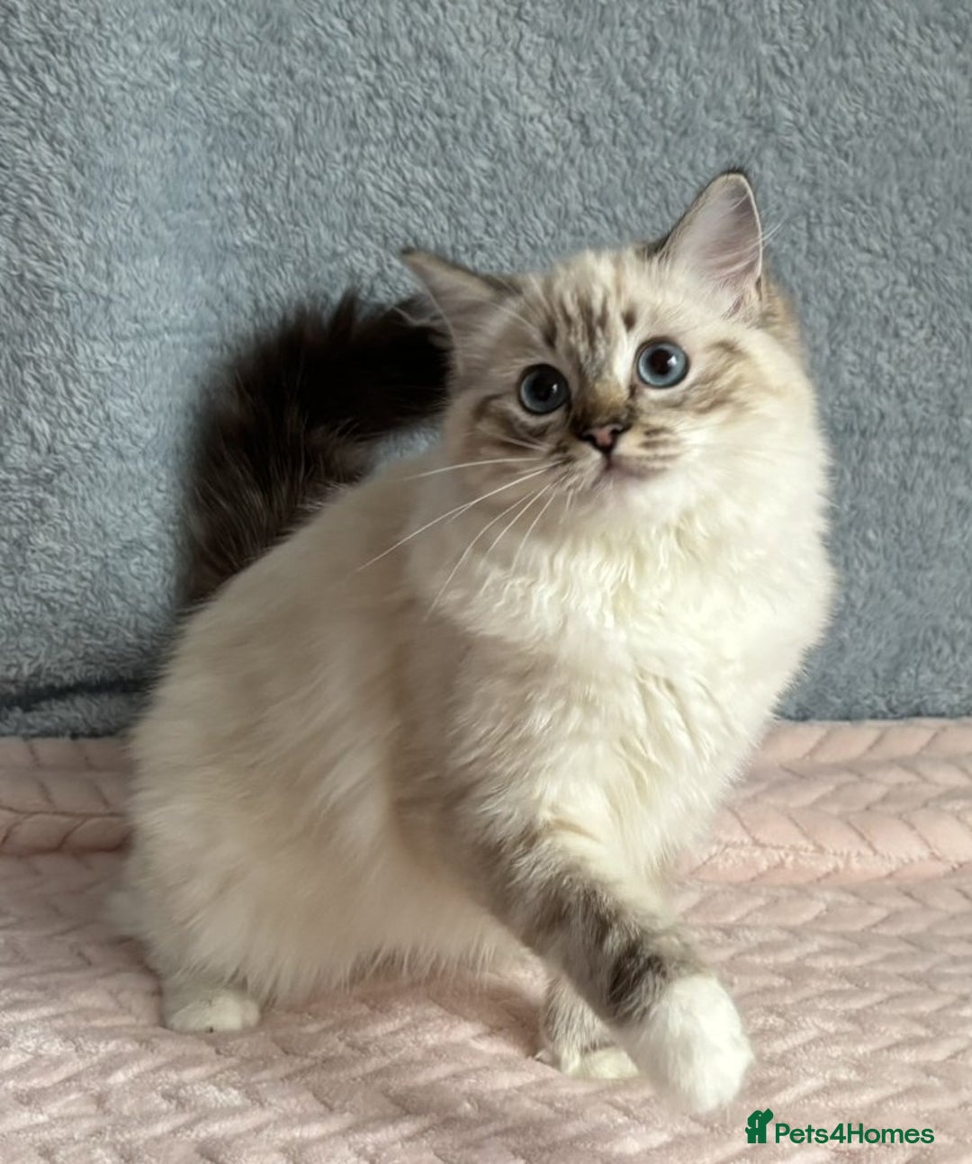 Ragdoll cats for sale: Three beautiful Ragdoll Ready to Leave 20/12/2025  - Advert 6