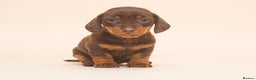 Miniature Dachshund dogs for sale: True Miniature Dachshund Puppies - Advert 3