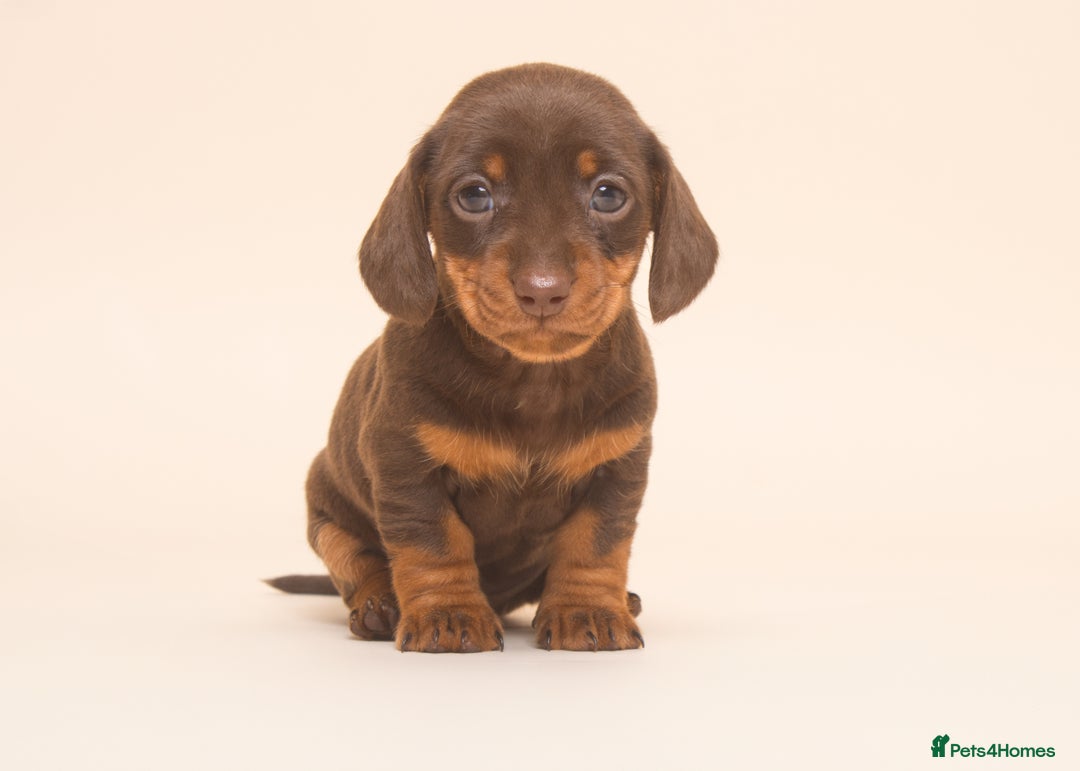 Miniature Dachshund dogs for sale: True Miniature Dachshund Puppies - Advert 3