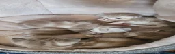 Mixed Breed cats for sale: Litter of white tabby cats  - Advert 9