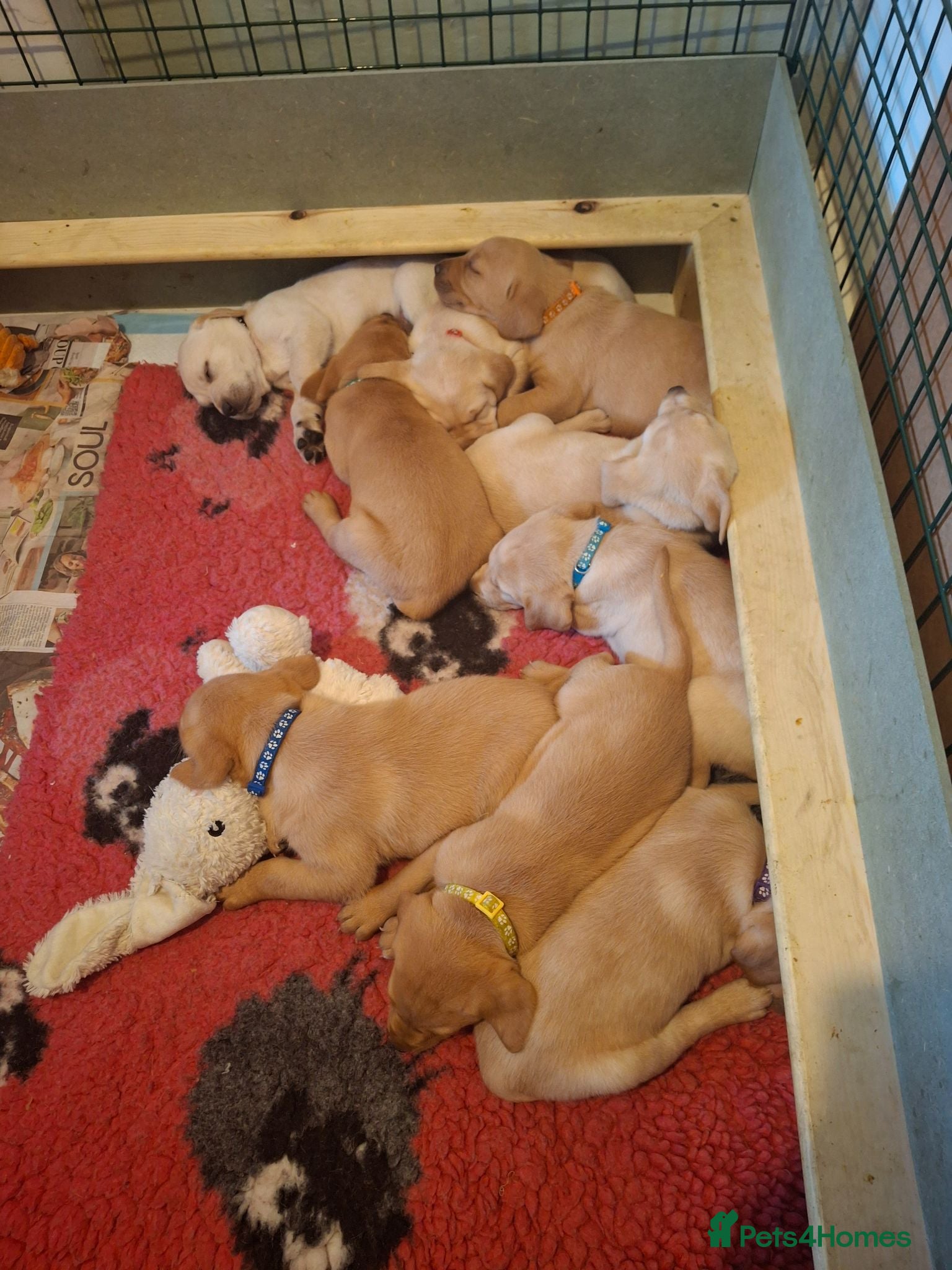Goldador dogs Beautiful Goldador Puppies for Sale - Advert 1