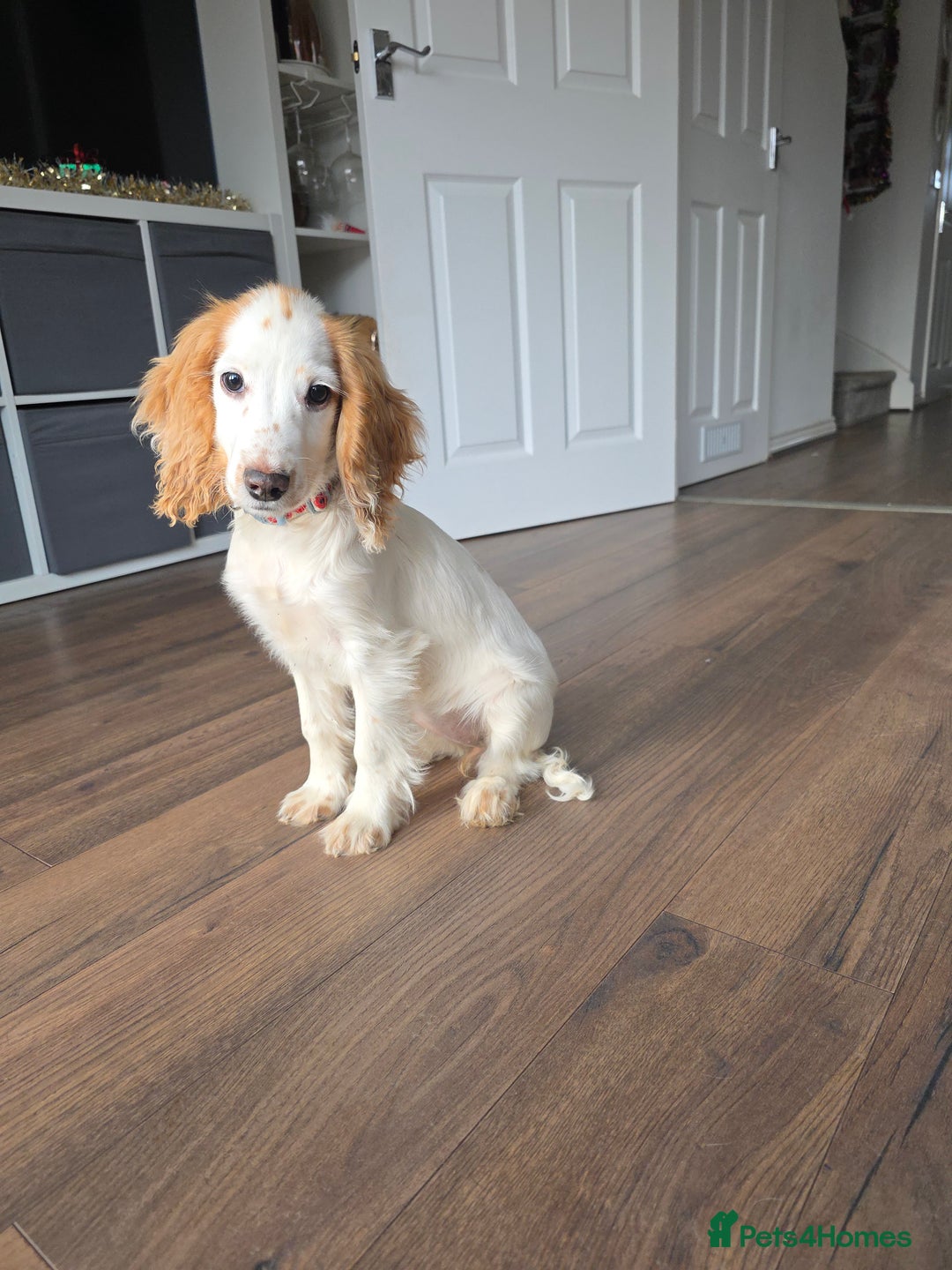 Cocker Spaniel dogs for sale: 18 week old cocker spaniel  please read advert - Advert 2