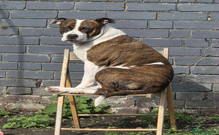 Mixed Breed dogs - Advert 2