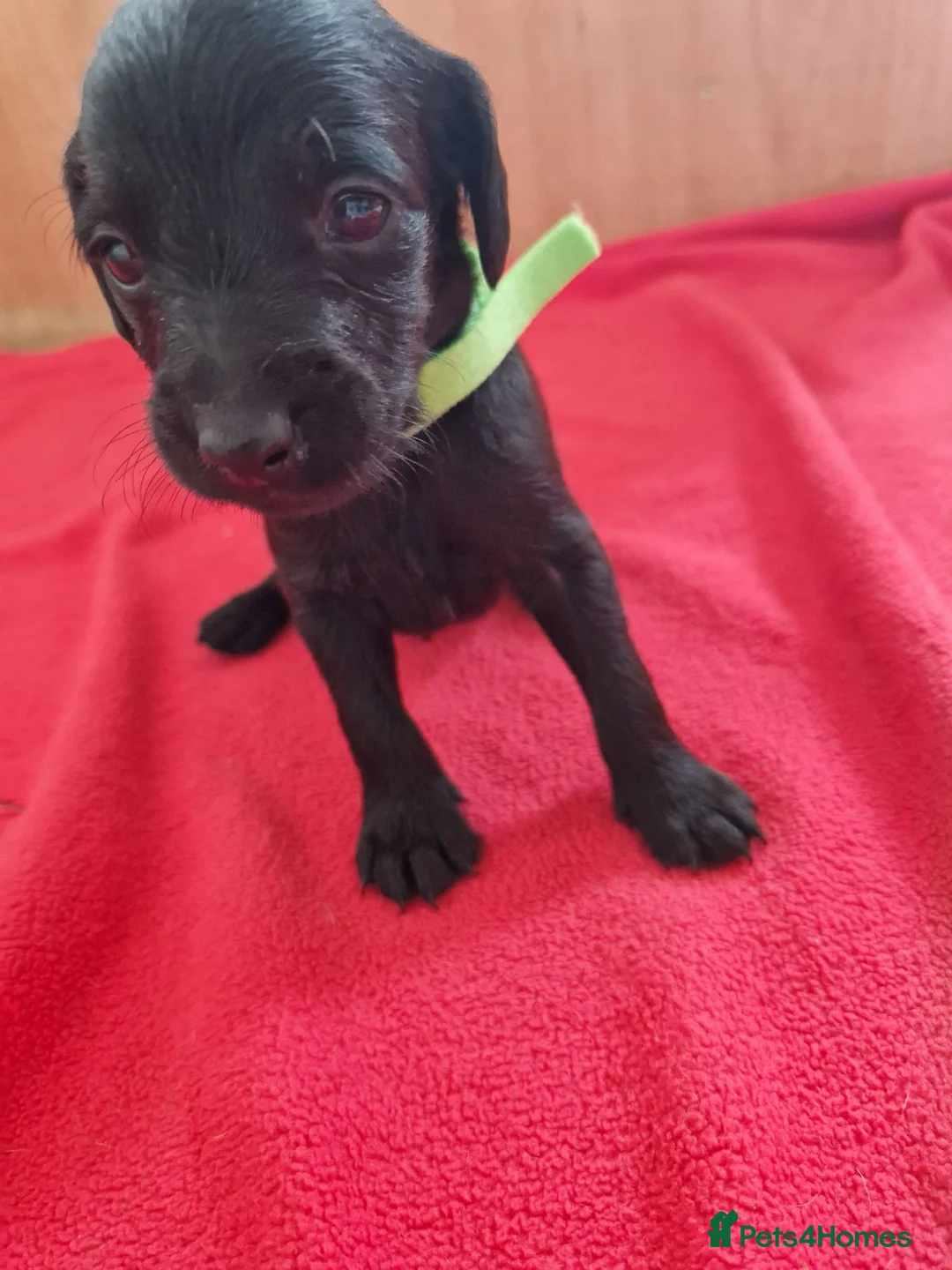 Doxiepoo dogs for sale: 6 doxiepoos - Advert 31