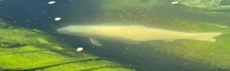 Koi Carp fish for sale: 2 x medium-large Koi Carp (Pond Closure) in Bridlington - Advert 3