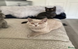 British Shorthair cats for sale: 🔥 READY NOW BRITISH SHORTHAIR KITTENS   - Image 6