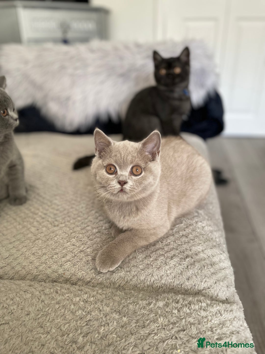British Shorthair cats for sale: 🔥 READY NOW BRITISH SHORTHAIR KITTENS   - Image 6