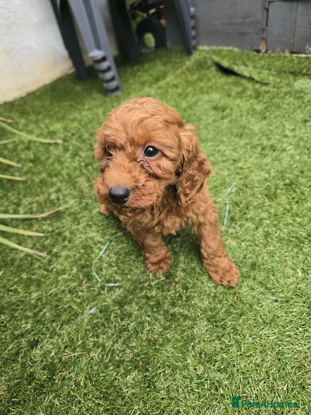 Cockapoo dogs for sale: Cockapoo puppies  - Advert 2