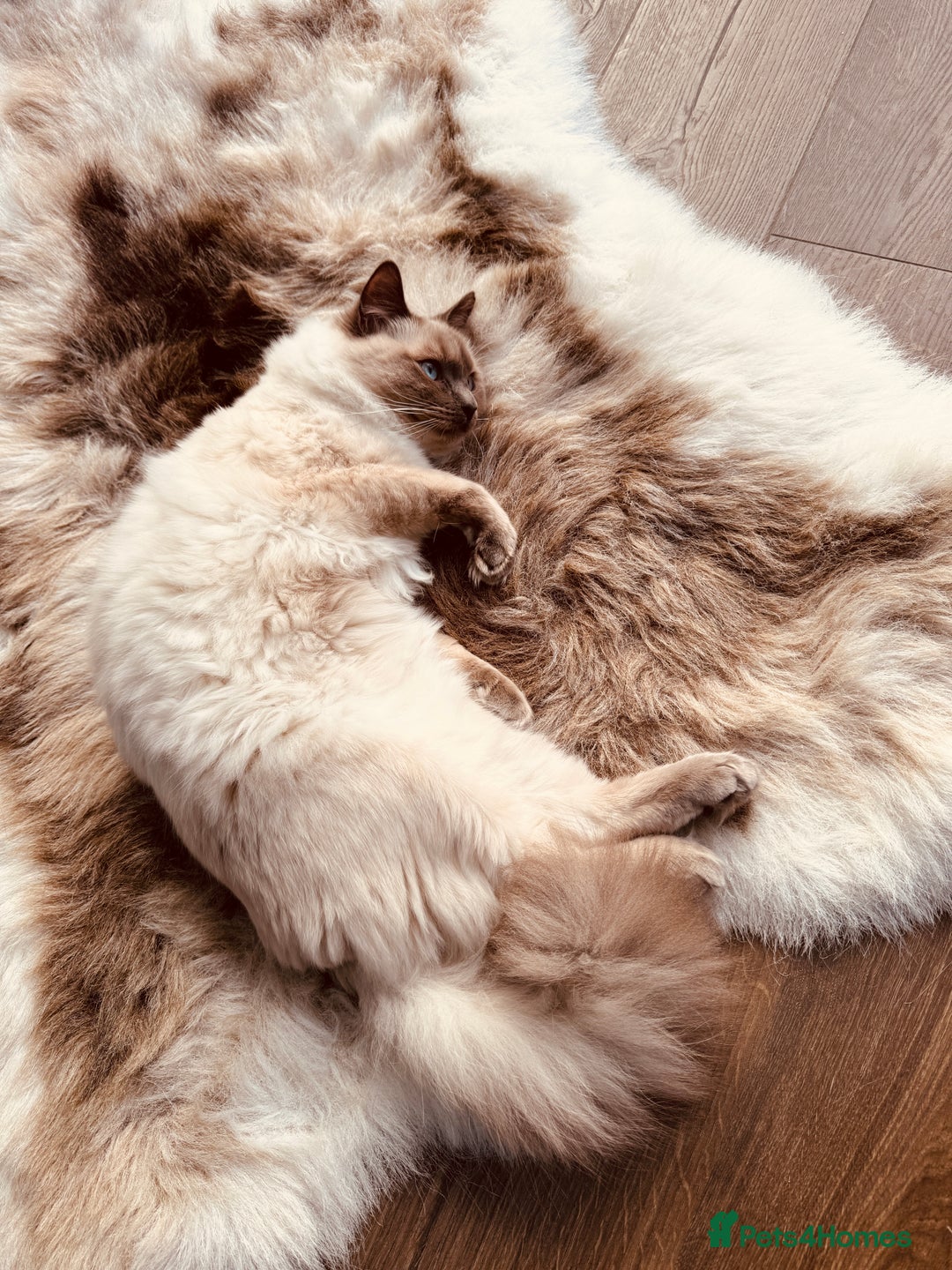 Ragdoll cats for sale: Beautiful Male Pure Full Breed Ragdoll Cat - Advert 5