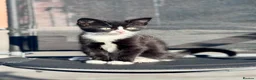 Mixed Breed cats for sale: 2 Adorable kittens for sale  - Advert 5