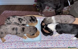 Mixed Breed dogs for sale: Sprollie Puppies  - Image 17
