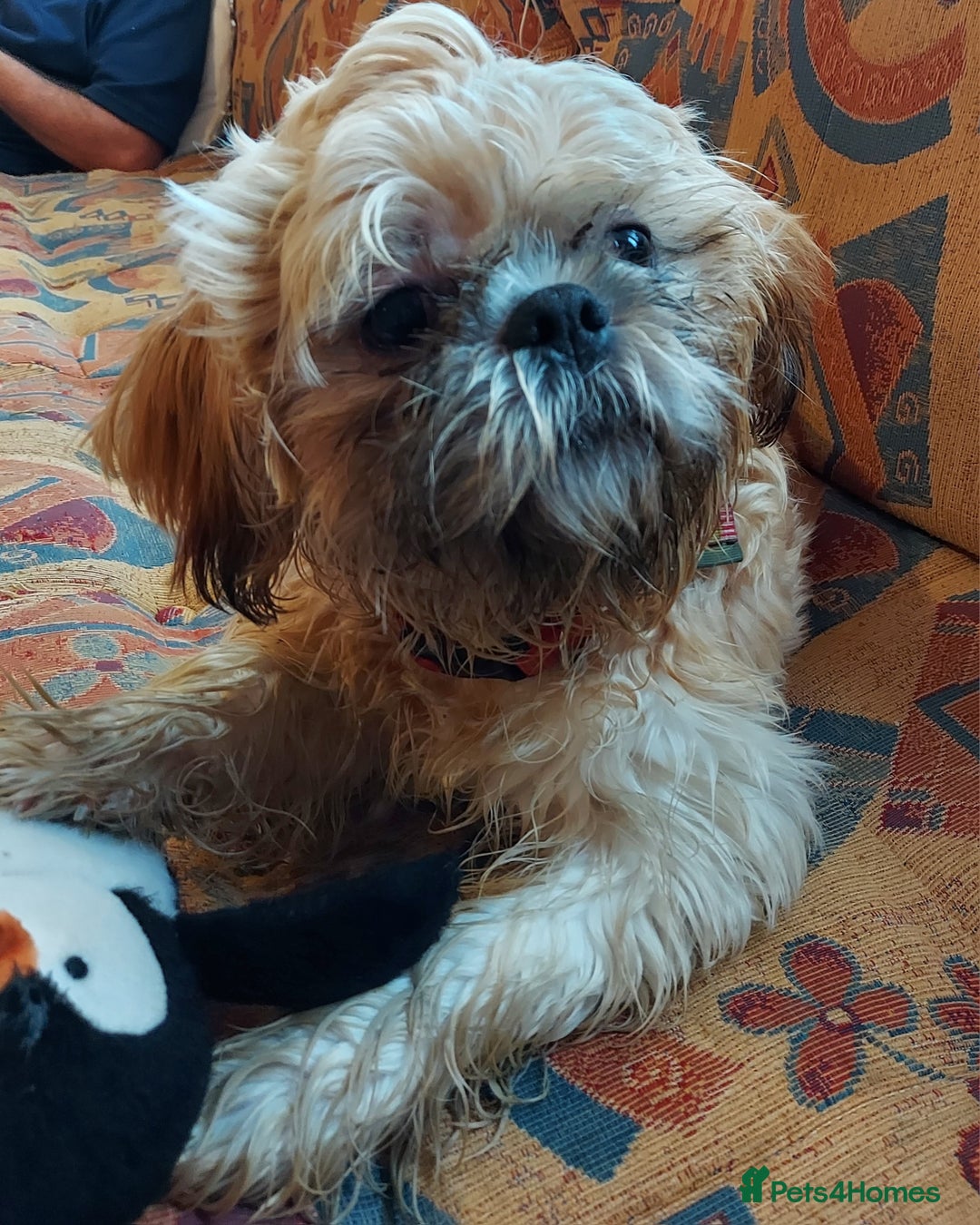 Shih Tzu dogs for sale: Male puppy shih tzu  - Advert 1