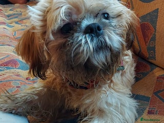 Shih Tzu dogs Male puppy shih tzu - Advert 3