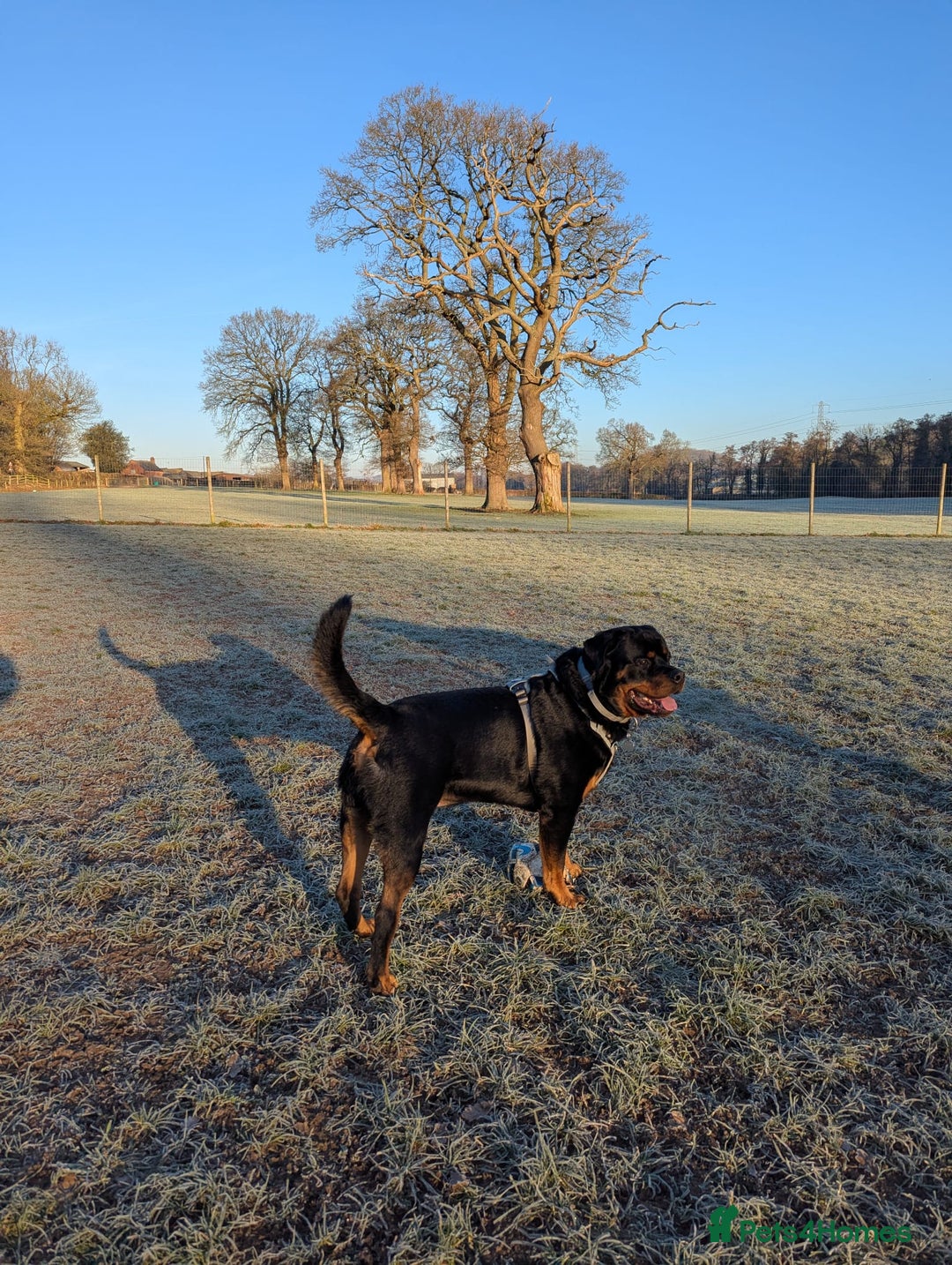 Rottweiler dogs for sale: DEXTER, 5th Gen KC registered adult Rottweiler dog - Advert 7