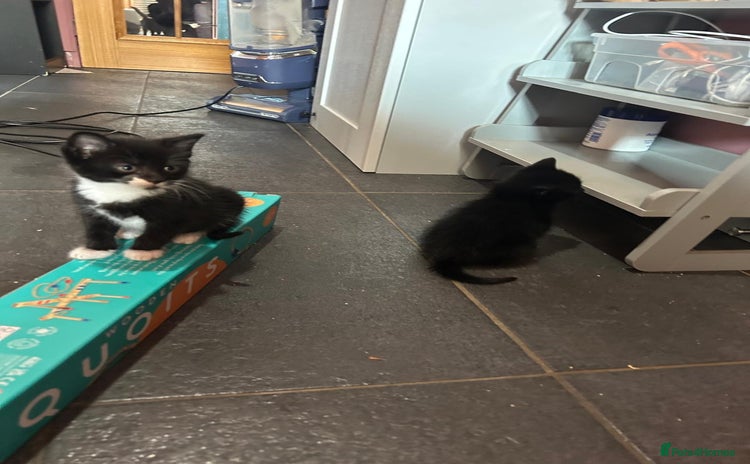 Mixed Breed cats - Advert 2