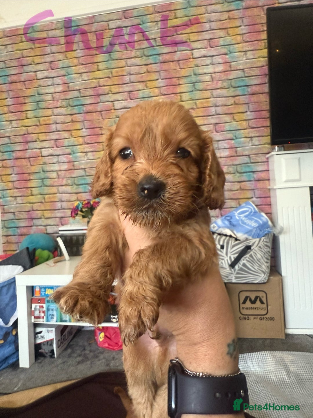 Cockapoo dogs for sale: 5 Absolutely gorgeous Fox Red Cockapoo Puppies - Image 4