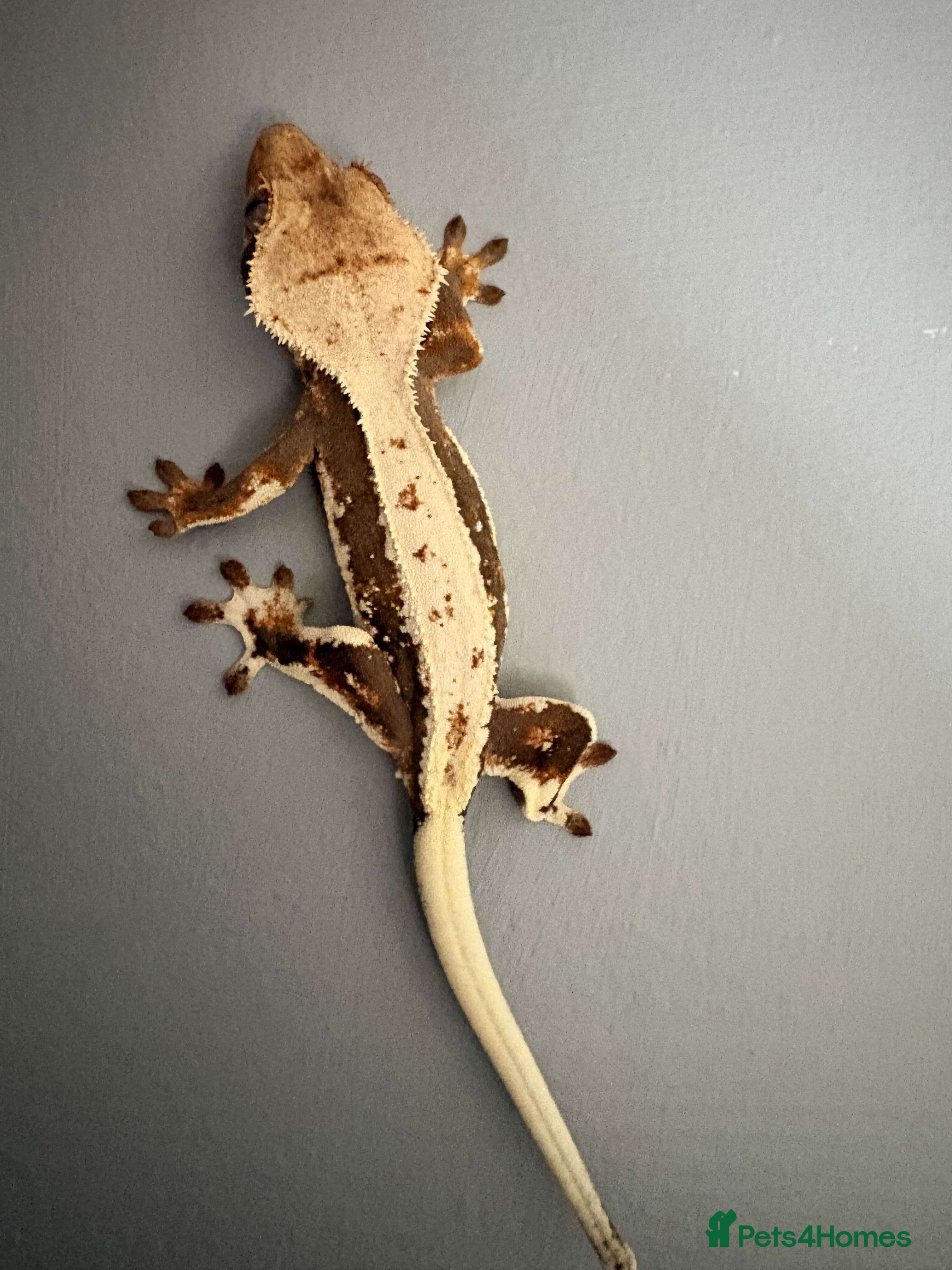 Gecko reptiles Crested Geckos - Various morphs - Ready to go - Advert 2