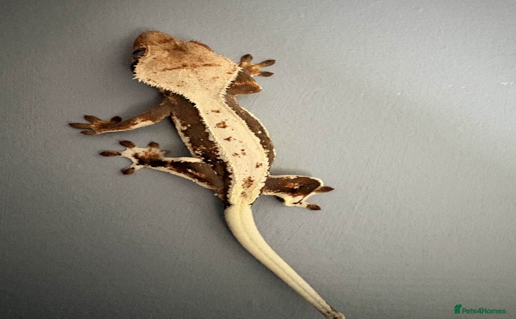 Gecko reptiles Crested Geckos - Various morphs - Ready to go - Advert 4