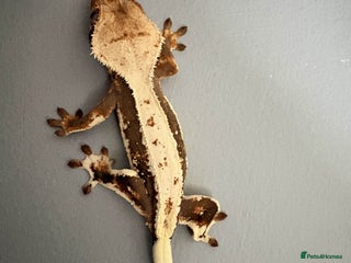 Gecko reptiles Crested Geckos - Various morphs - Ready to go - Advert 2