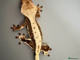 Gecko reptiles Crested Geckos - Various morphs - Ready to go - Advert 17