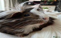 Guinea Pig rodents for sale: 2 Bonded Male Guinea Pigs  - Image 2