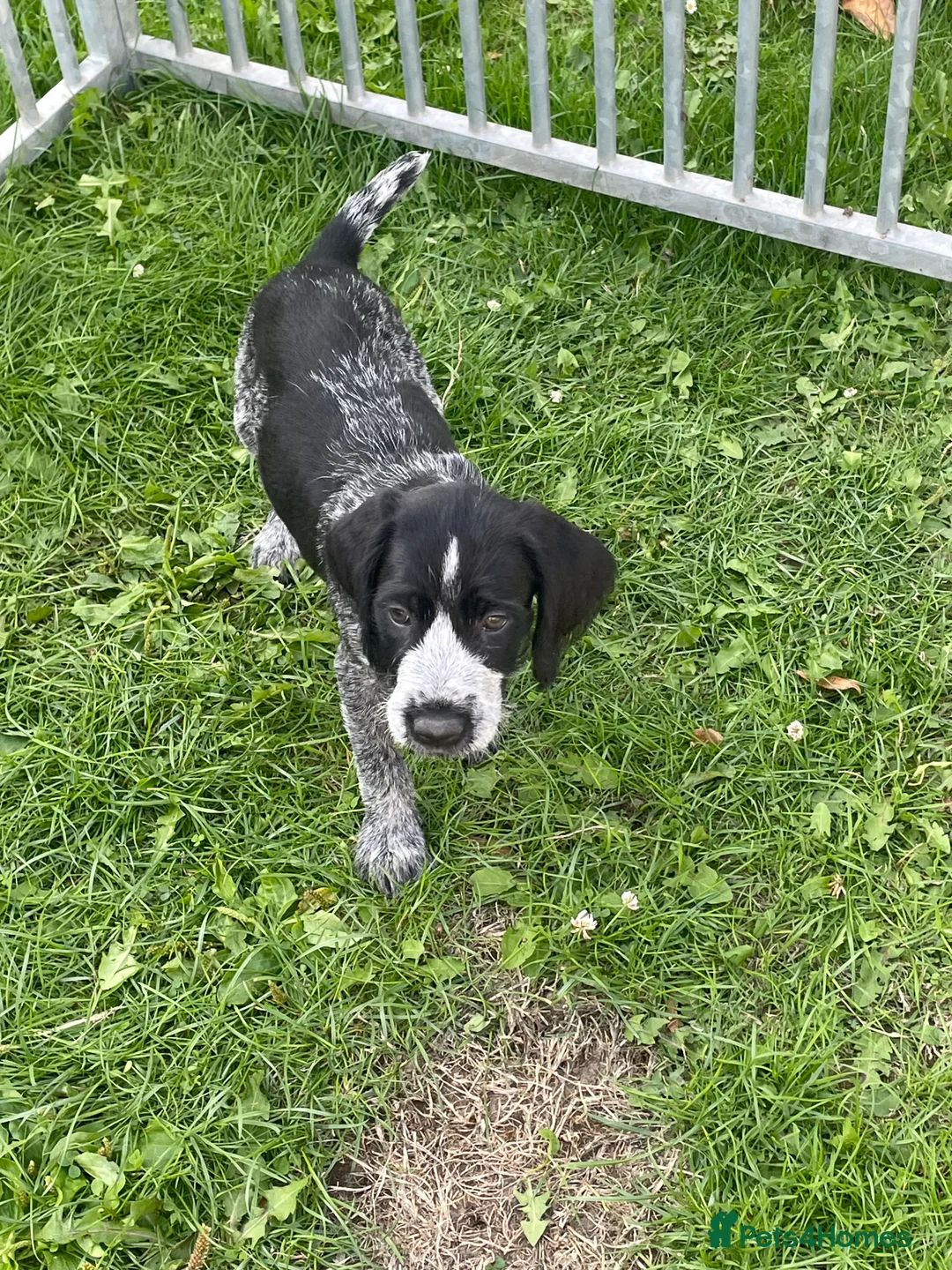 German Wirehaired Pointer dogs for sale: Ready now German wirehair pointer pups  - Advert 13