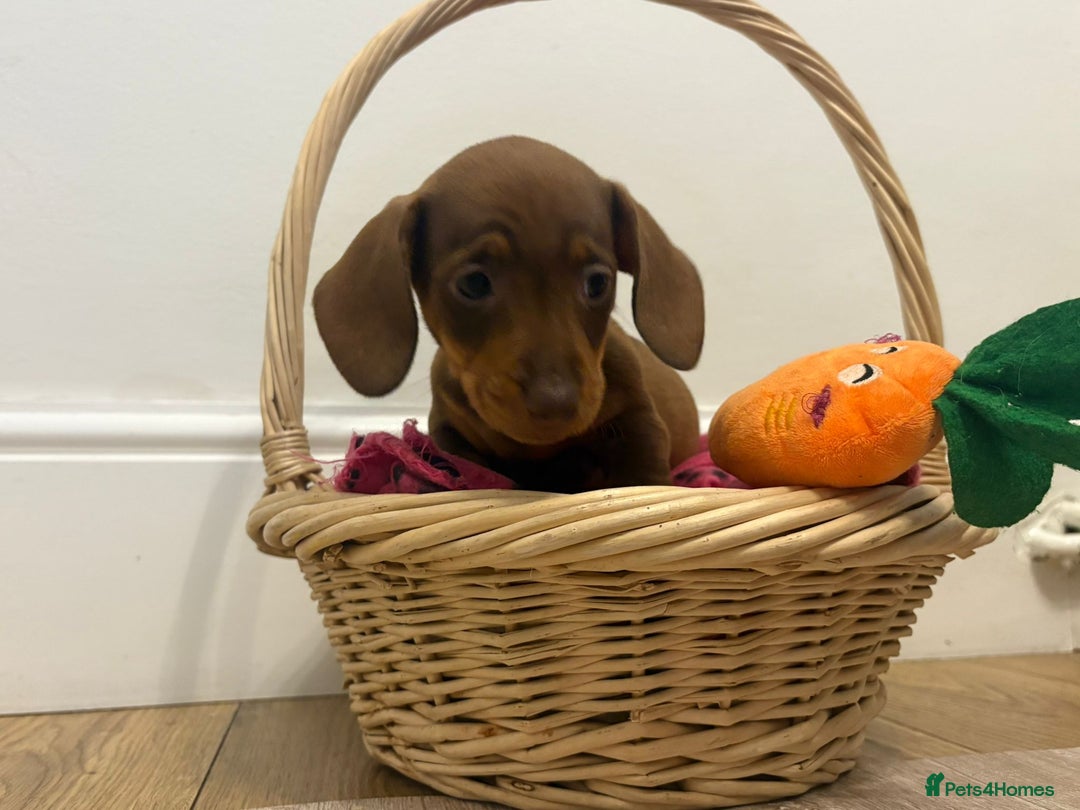 Miniature Dachshund dogs for sale: Minature dachshund pups  - Image 11