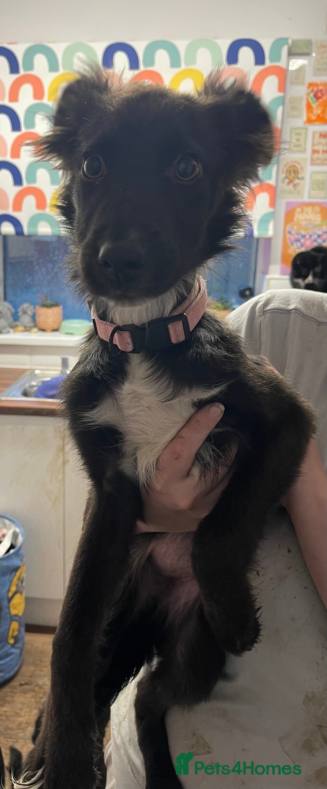 Mixed Breed dogs for sale: Collie cross pups  - Advert 25