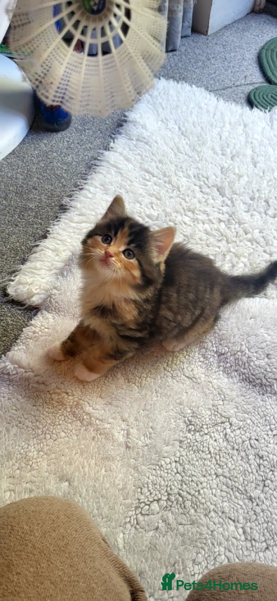 Mixed Breed cats for sale: Lovely kittens Looking for new Homes  - Image 21