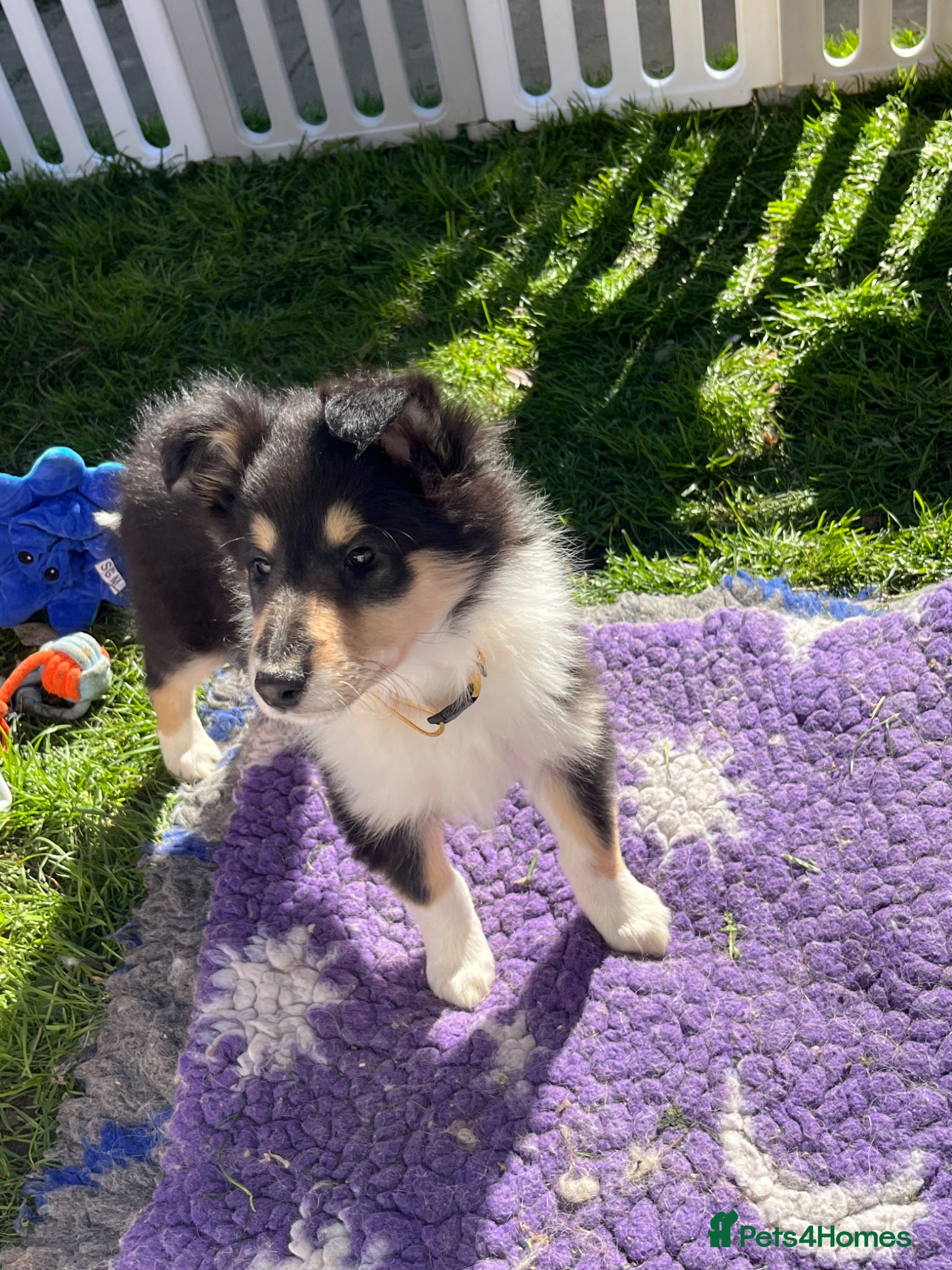 Rough Collie dogs 2 Gorgeous rough collie puppies left for sale - Advert 1