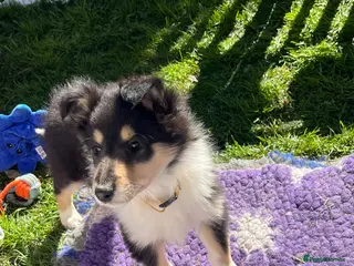 Rough Collie dogs 2 Gorgeous rough collie puppies left for sale - Advert 4