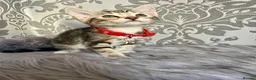 Bengal cats for sale: Bengal kittens🐾 - Advert 9