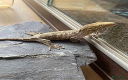 Gecko reptiles for sale: Female Pine Island Leachianus Gecko for sale - Image 3