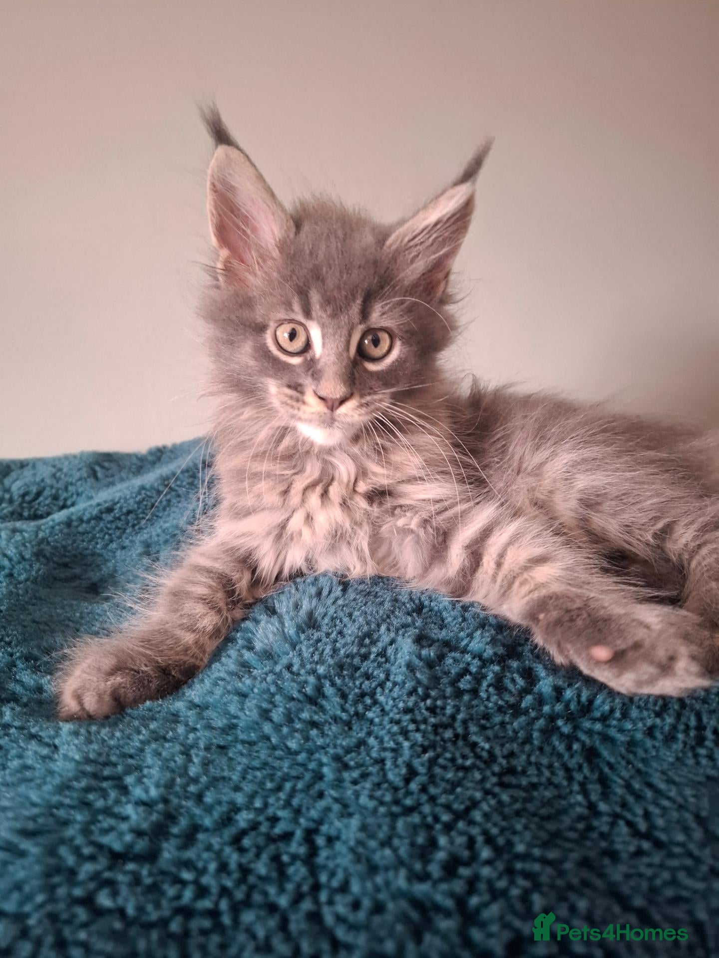 Maine Coon cats Tica registered Maine coon kittens - Advert 1