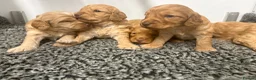 Cockapoo dogs for sale: Stunning f1 cockapoo’s - Advert 4