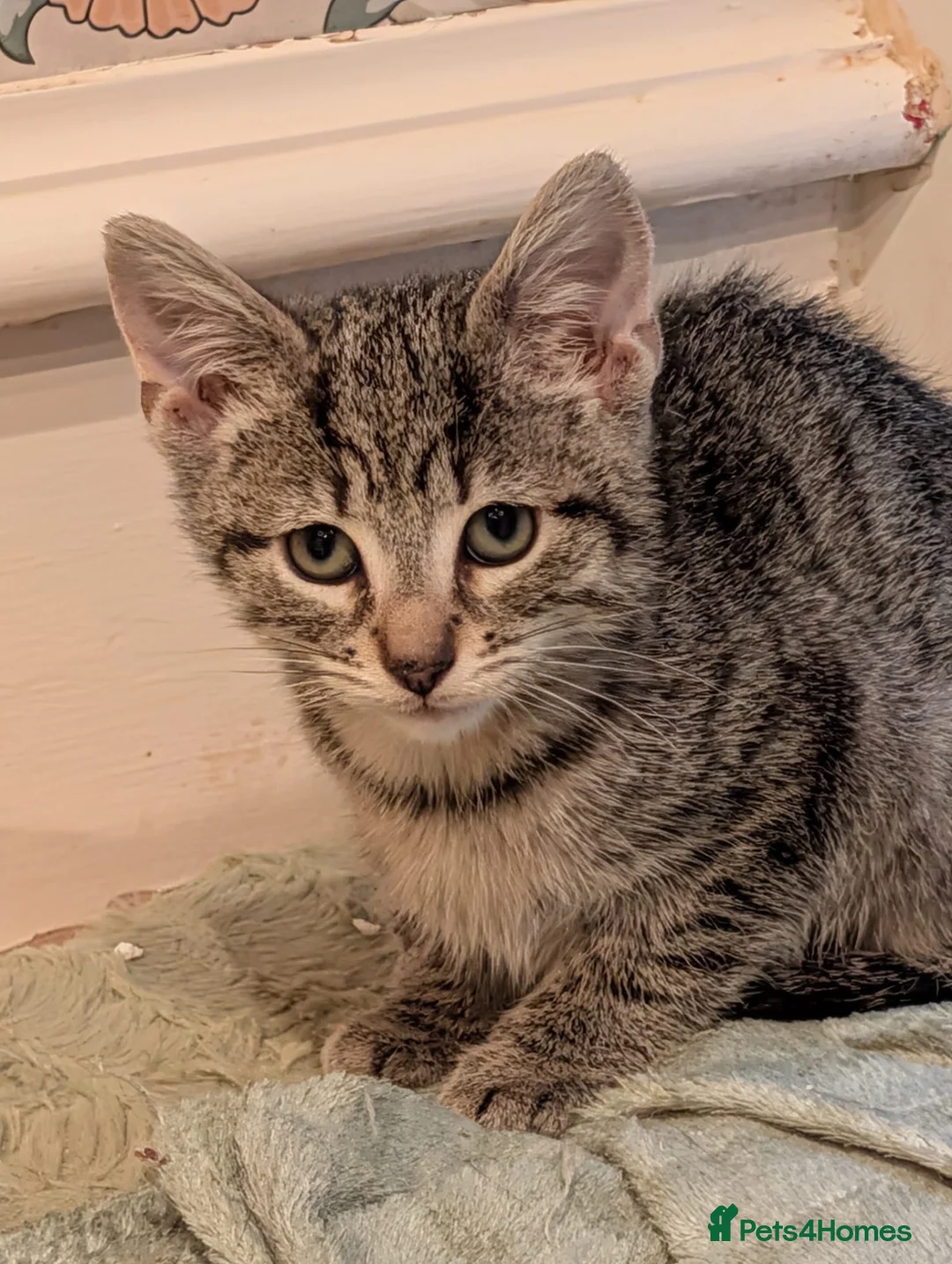 Mixed Breed cats for sale: I’m the last one left 😢 - Advert 4