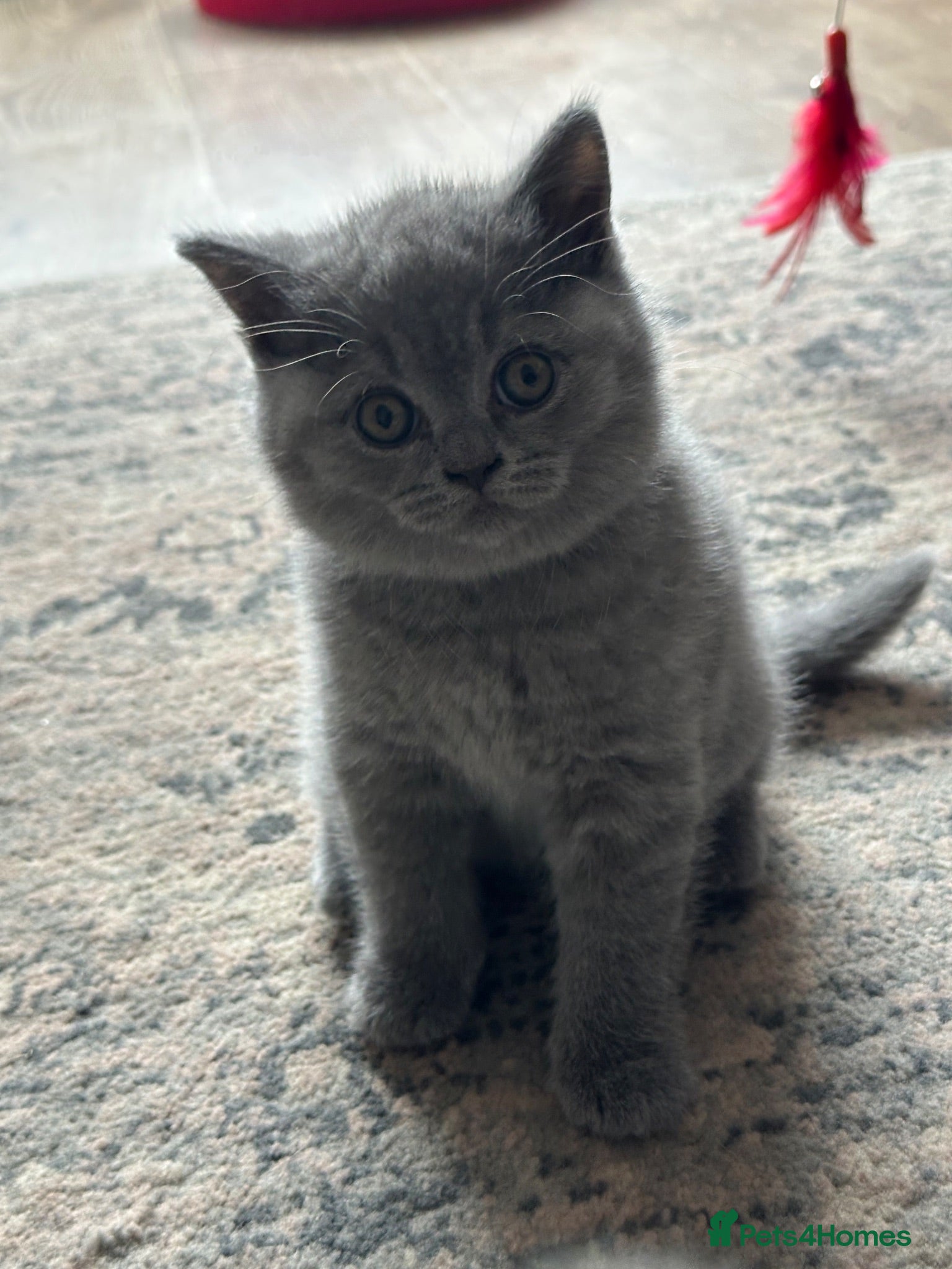 British Shorthair cats Stunning Blue British Shorthair Kittens  - Advert 2