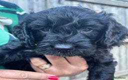 Cockapoo dogs for sale: Cockerpoo pups 2 left health tested parents  - Image 4