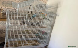 Budgerigars birds for sale: 2x Budgie’s and set up  - Image 1