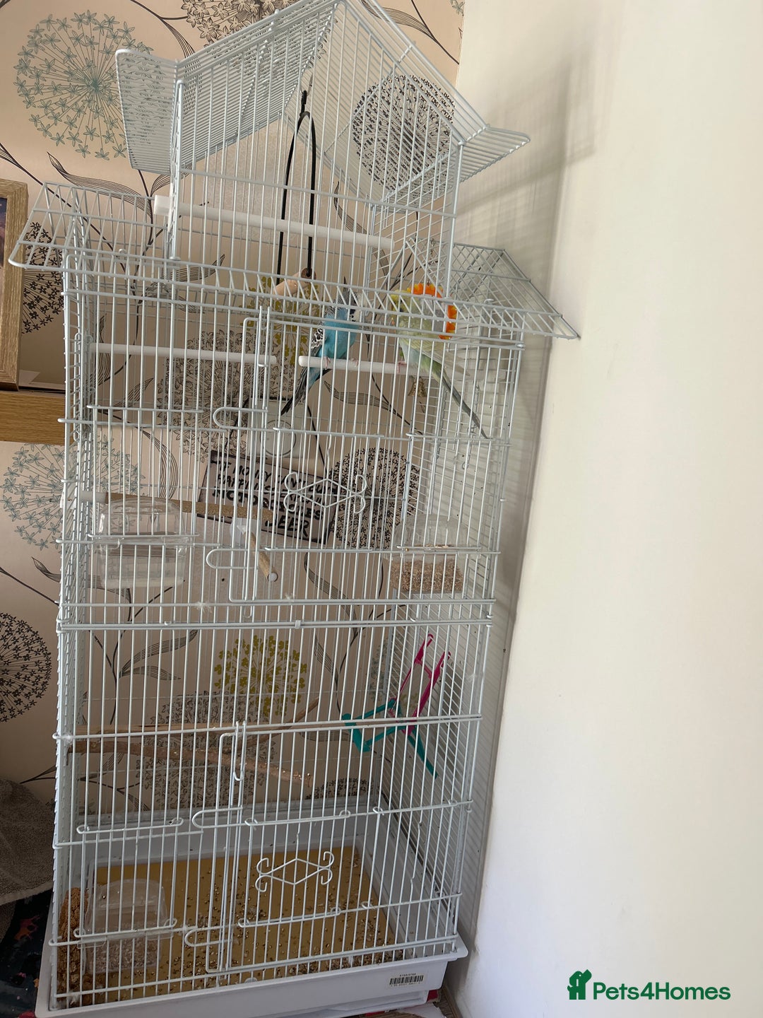 Budgerigars birds for sale: 2x Budgie’s and set up  - Image 1