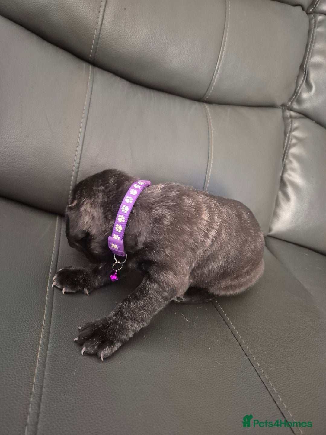 Staffordshire Bull Terrier dogs for sale: 2 female staffies  - Image 10