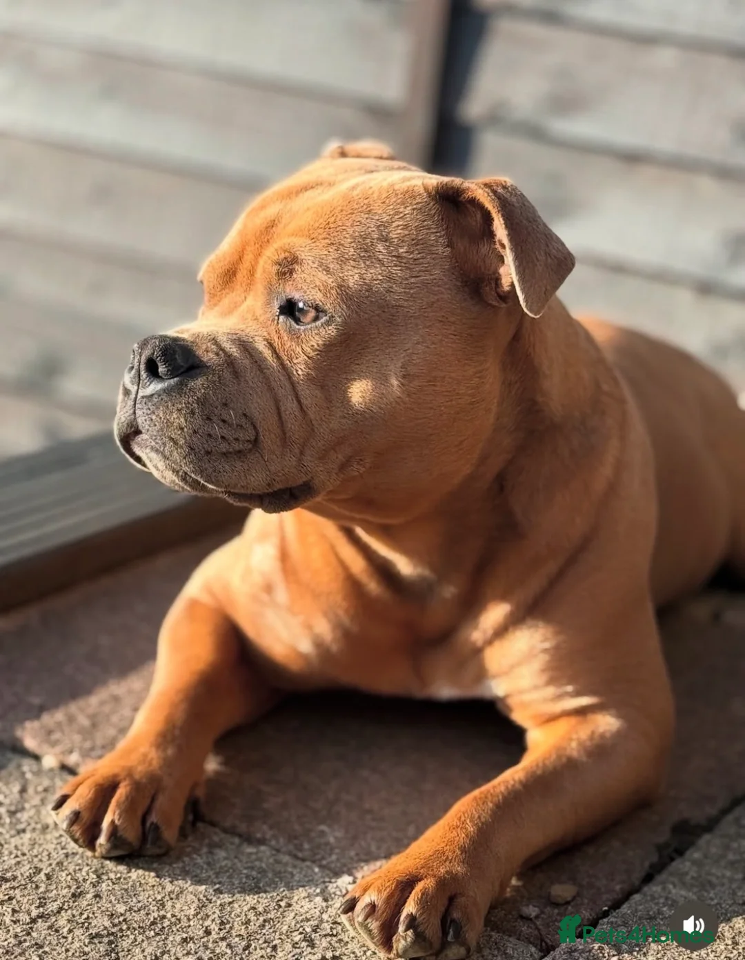Staffordshire Bull Terrier dogs for stud: KC Proven Blue Fawn Staffy Stud - Advert 2