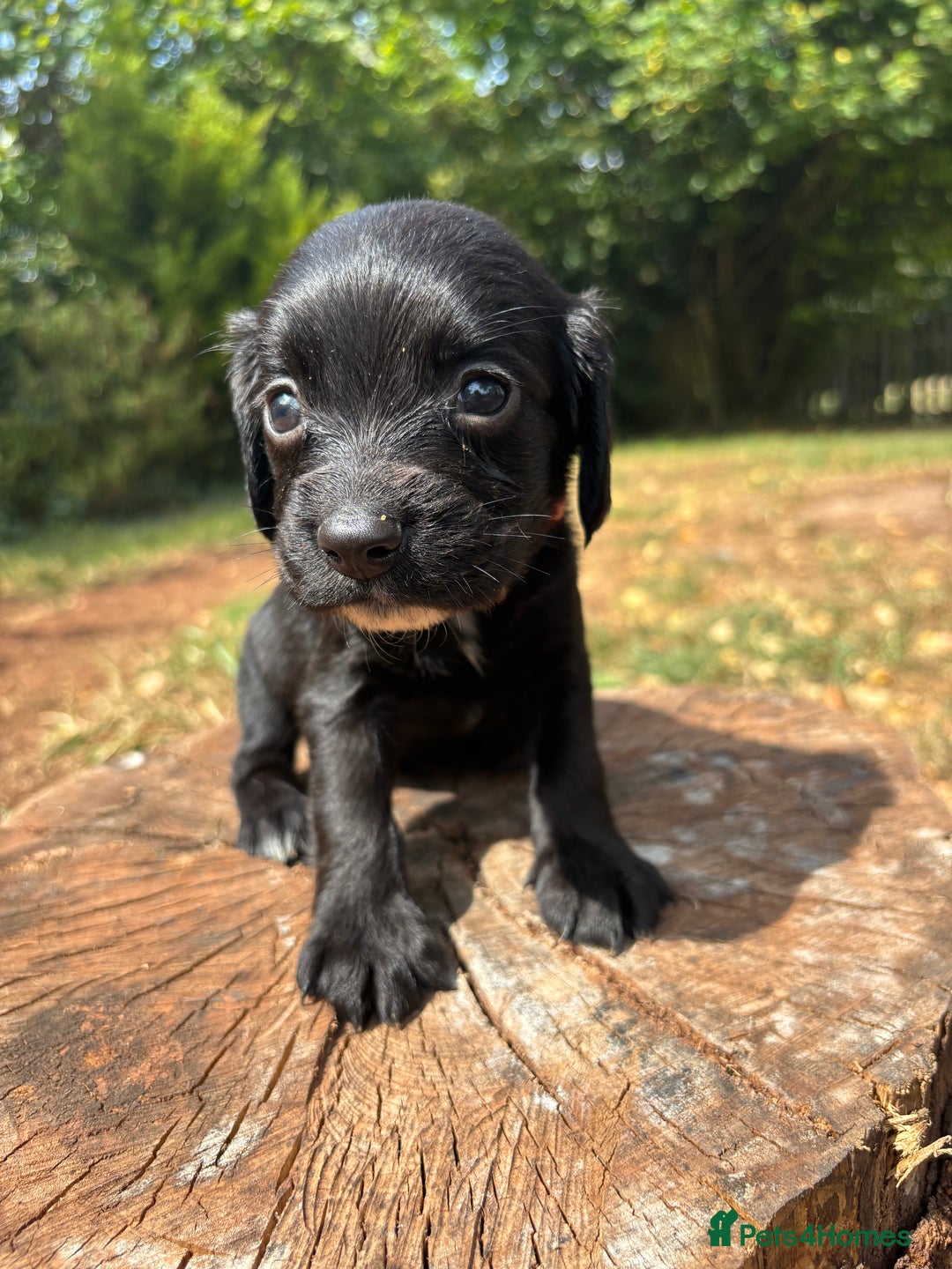 Sprocker dogs for sale: Sprocker Puppies - Image 18