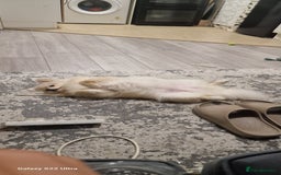 Pomeranian dogs for sale: pomerian  - Advert 4