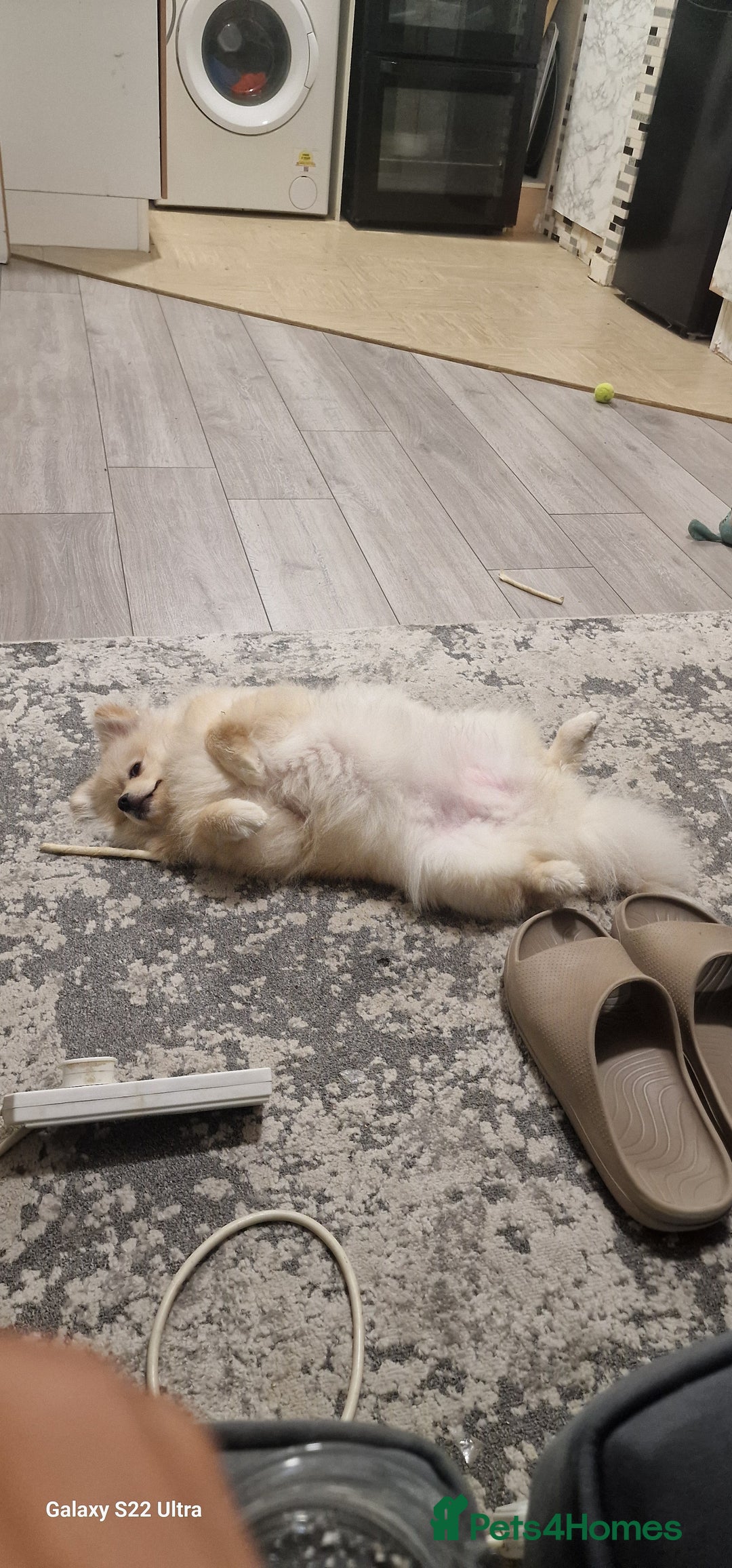 Pomeranian dogs for sale: pomerian  - Advert 4