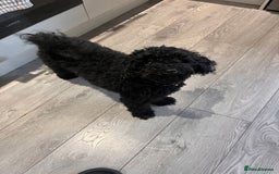 Pomapoo dogs for sale: Pomapoo puppy  - Image 6