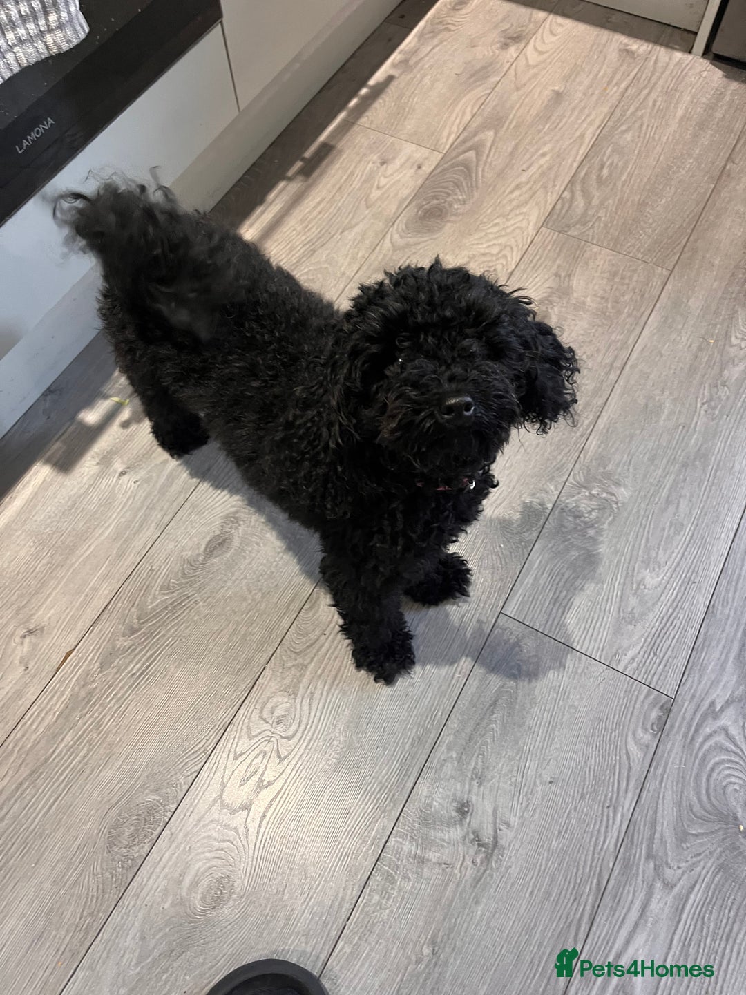 Pomapoo dogs for sale: Pomapoo puppy  - Image 6